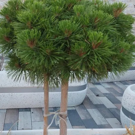 Aura Hills Lägenhetshotell Zlatibor