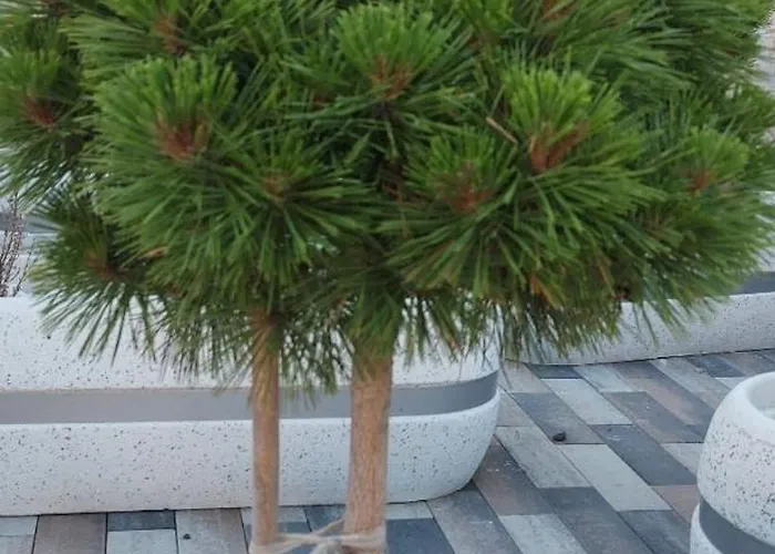 Aura Hills Ξενοδοχείο με διαμερίσματα Ζλάτιμπορ